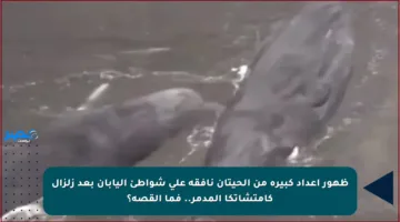 ظهور أعداد كبيرة من الحيتان نافقة على شواطئ اليابان بعد زلزال كامتشاتكا المدمر.. فما القصة؟